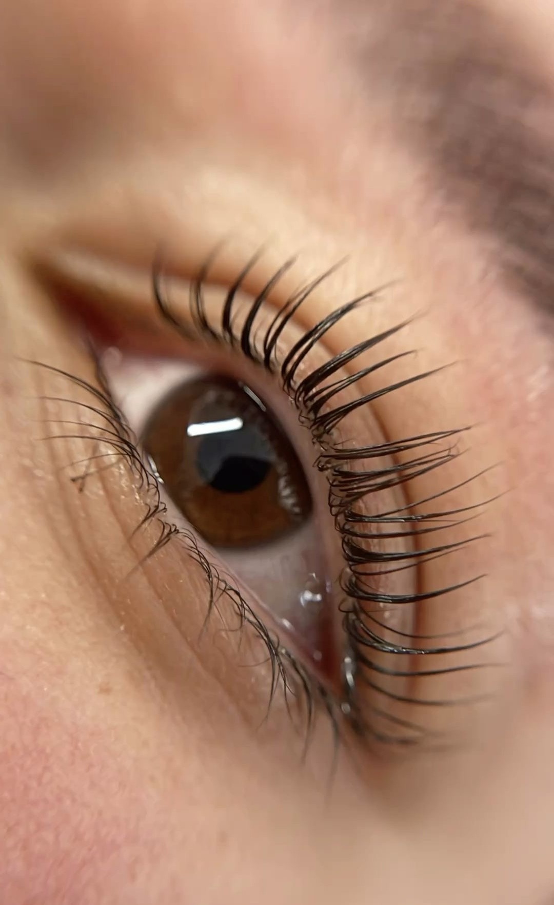 Lash lift - Lion King, Beograd Trepavice Lice Trepavice, Beograd, Vukov spomenik, Đeram