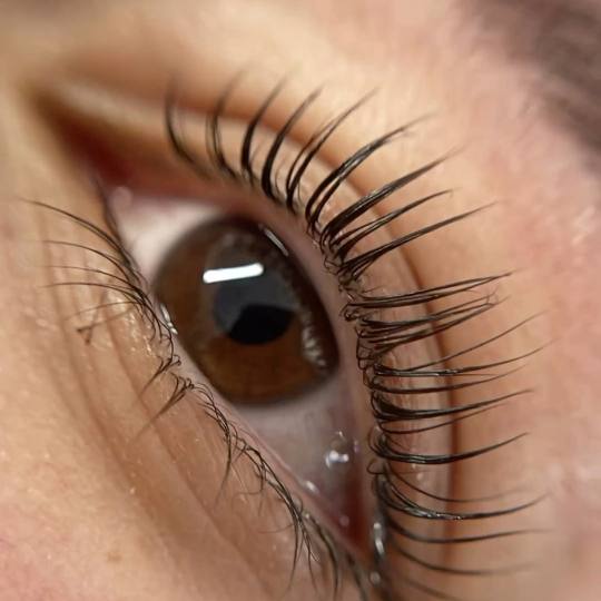 Lion King #beograd Trepavice Lash lift