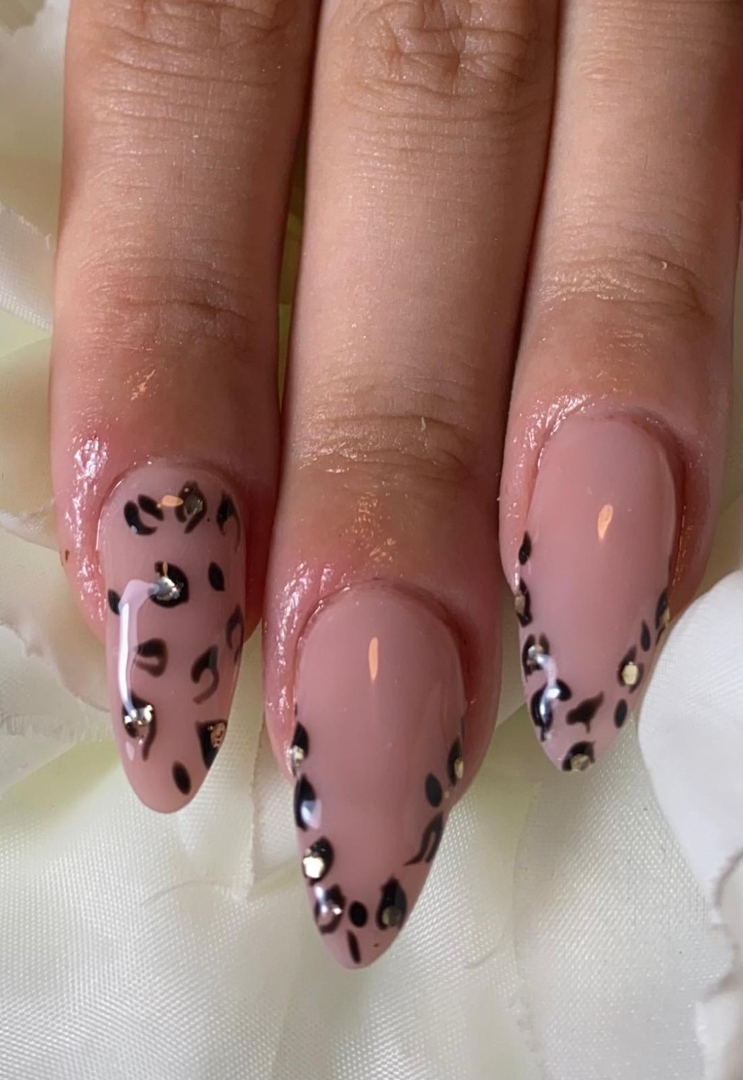 Beauty Rose Concept #beograd