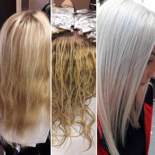 Royal cut - No Limit #beograd