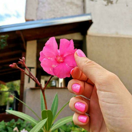 Bibi beauty centar #beograd Manikir SPA manikir + lakiranje noktiju gel lak by BiBi